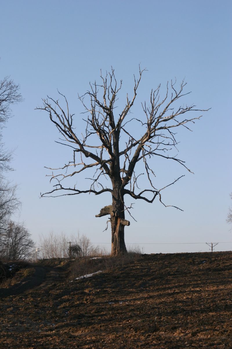 aIMG_6384.jpg